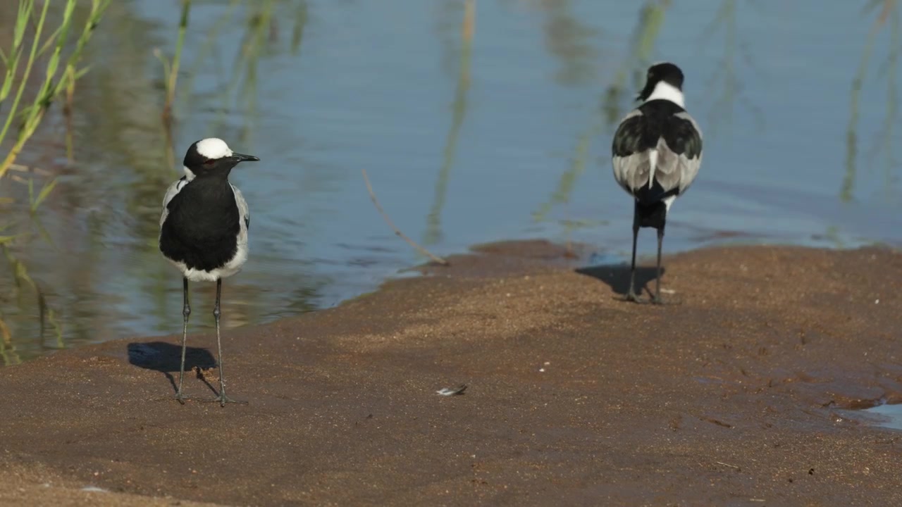 Sepasang cerek kembang berdiri di tepi air membersihkan bulu mereka dengan riak air di latar belakang, Taman Nasional Kruger.