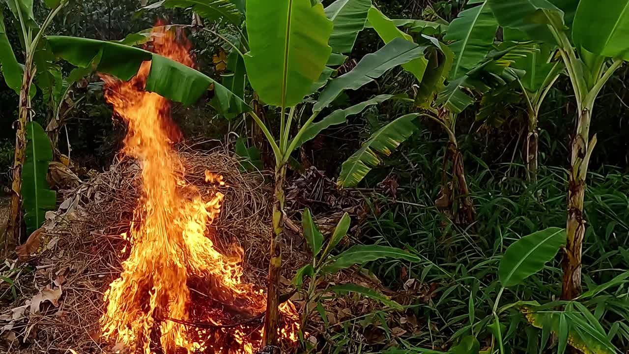 Forest clearing burning hazards, glowing embers, slow motion scenery