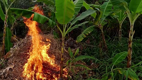 forest clearing burning hazards, glowing embers, slow motion scenery