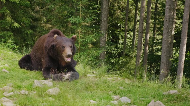A Large Brown Bear Rests On A Glade Forest In The Background Wild Life Of The Forest 4K Video