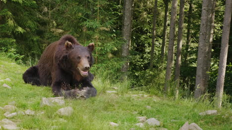 A-Large-Brown-Bear-Rests-On-A-Glade-Forest-In-The-Background-Wild-Life-Of-The-Forest-4K-Video