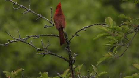 Atemberaubender-Roter-Singvogel-Nordkardinal,-Der-Auf-Einem-Ast-Steht-Und-Liebeslieder-Singt