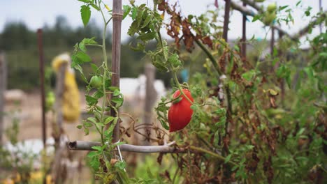 Close-up-of-a-person-picking-or-harvesting-organic-plum-tomatoes-in-a-ecological-sustainable-small-farm