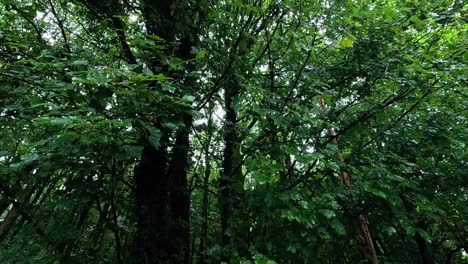 dense forest foliage captured in carlisle, england