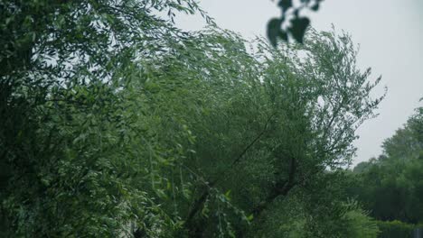 olive tree branches blown away by a strong wind