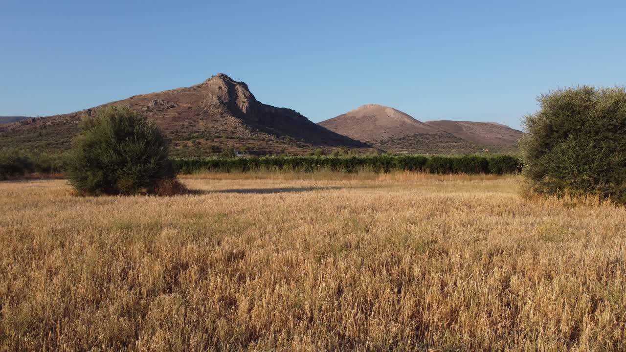 campo seco de heno con olivos en el centro y en la cima de una colina al fondo