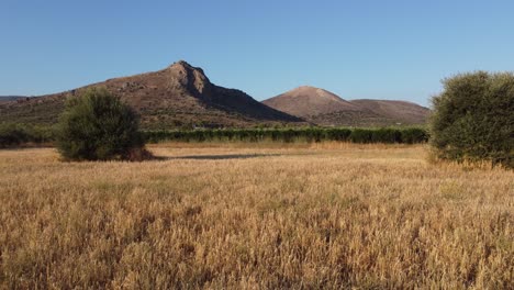 dry field of hay with olive trees in the middle and hilltop in the background