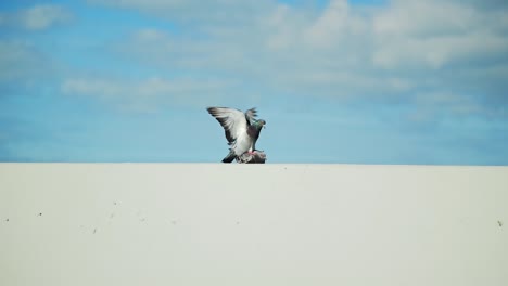 Slow motion close view pigeons mating on wall intimate bird nature behavior