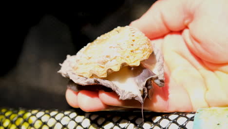 Live-abalone-crawls-around-on-caucasian-hand