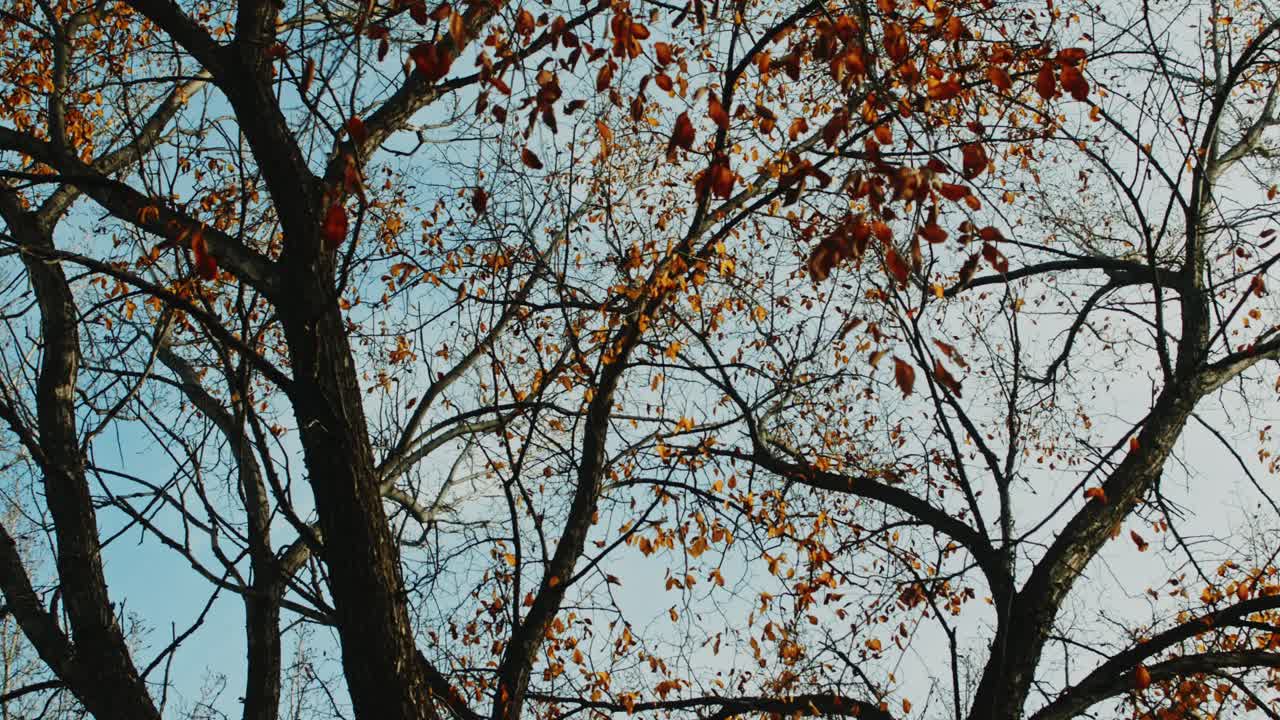 toma giratoria en cámara lenta, donde las hojas de naranja dorada se balancean suavemente contra un telón de fondo de cielos azules