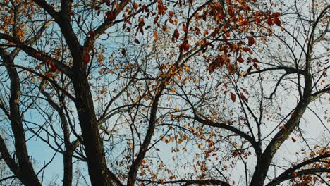 Slow-motion-rotating-shot,-where-golden-orange-leaves-gently-sway-against-a-backdrop-of-blue-skies