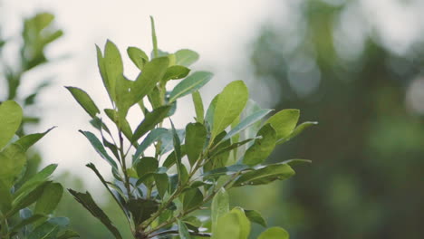 closeup of growing yerba mate bush