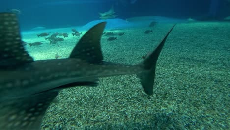 guitarfish gliding gracefully through aquarium waters