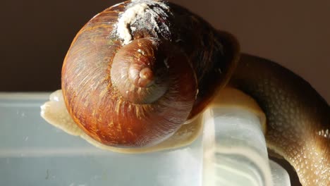 Panning-right-closeup-of-a-snail-on-the-edge-of-a-box