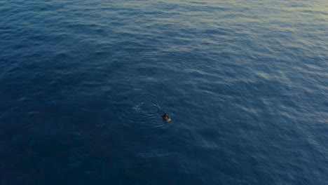 surfer on surfboard floating on blue waters at madeira island, portugal