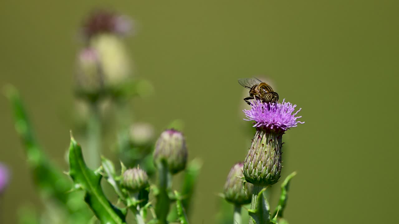 Wild drone fly collecting nectar from spiky thistle blooms in daylight