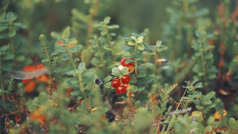 Arándanos-Rojos-Y-Arándanos-Negros-Adornan-Las-Delicadas-Ramas-De-Pequeños-Arbustos-En-La-Tundra-Otoñal