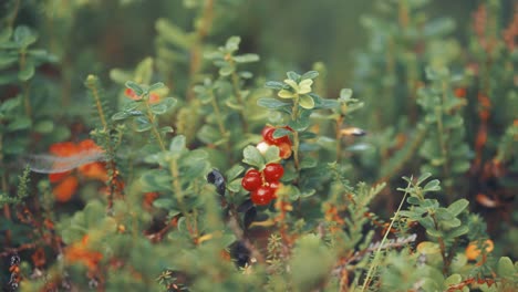 los arándanos rojos y los arándanos negros adornan las delicadas ramas de los pequeños arbustos en la tundra de otoño.