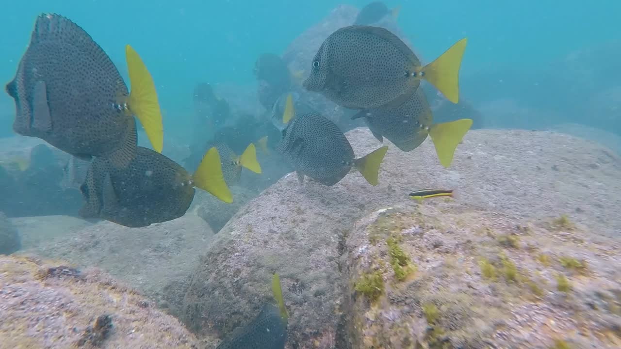 POV snorkeling with beatiful yellow fishes.