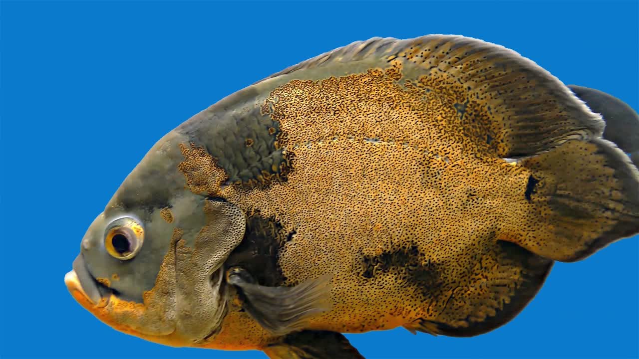 아마존 열대 물고기 - 호랑이 오스카, 파란 배경, 파란 화면