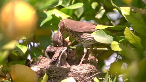 verdadero pájaro de la trucha en el nido alimenta a los bebés y a los polluelos
