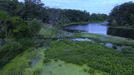 una mirada a algunas plantas acuáticas que crecen en la superficie de una laguna