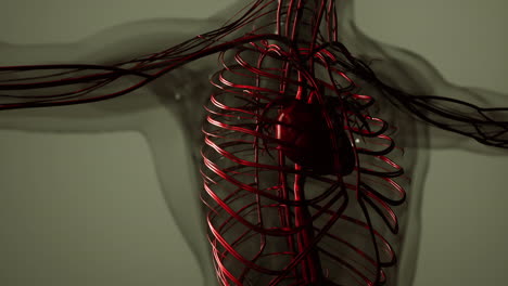 Medizinisch-Genaue-Animation-Des-Herzens-Mit-Venen-Und-Arterien