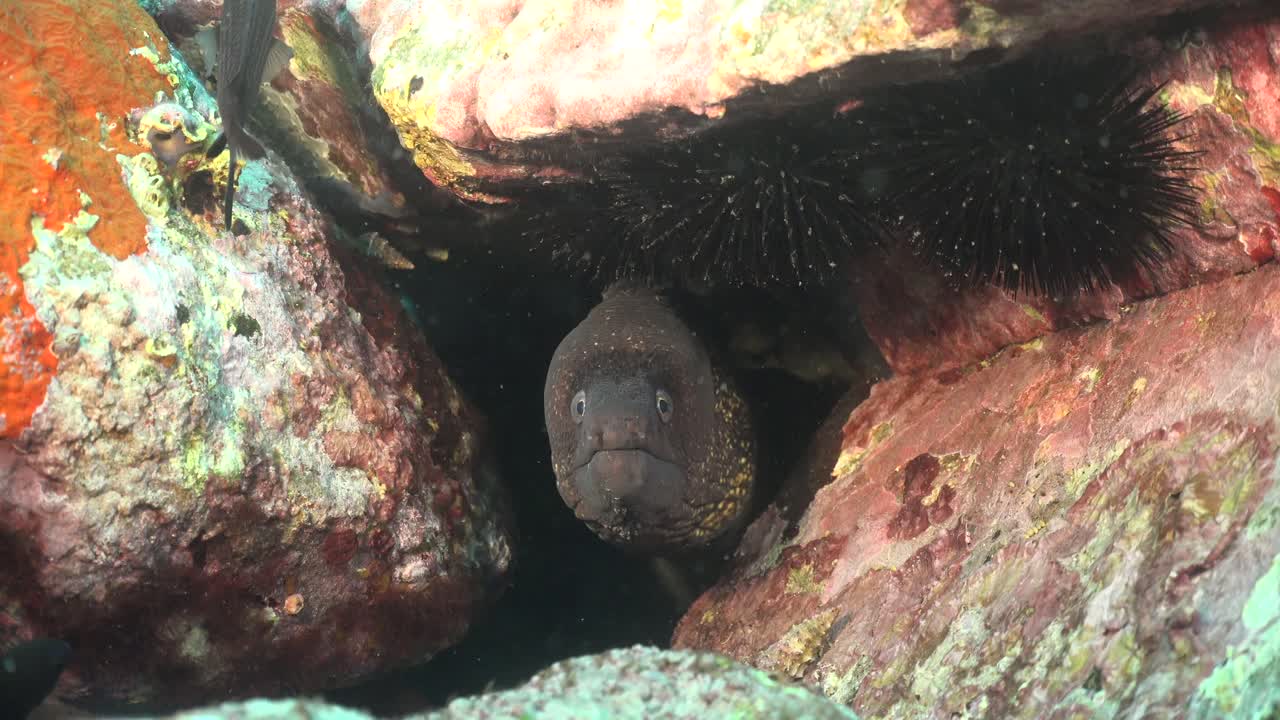 Moray eel hiding between rocks with sea urchins