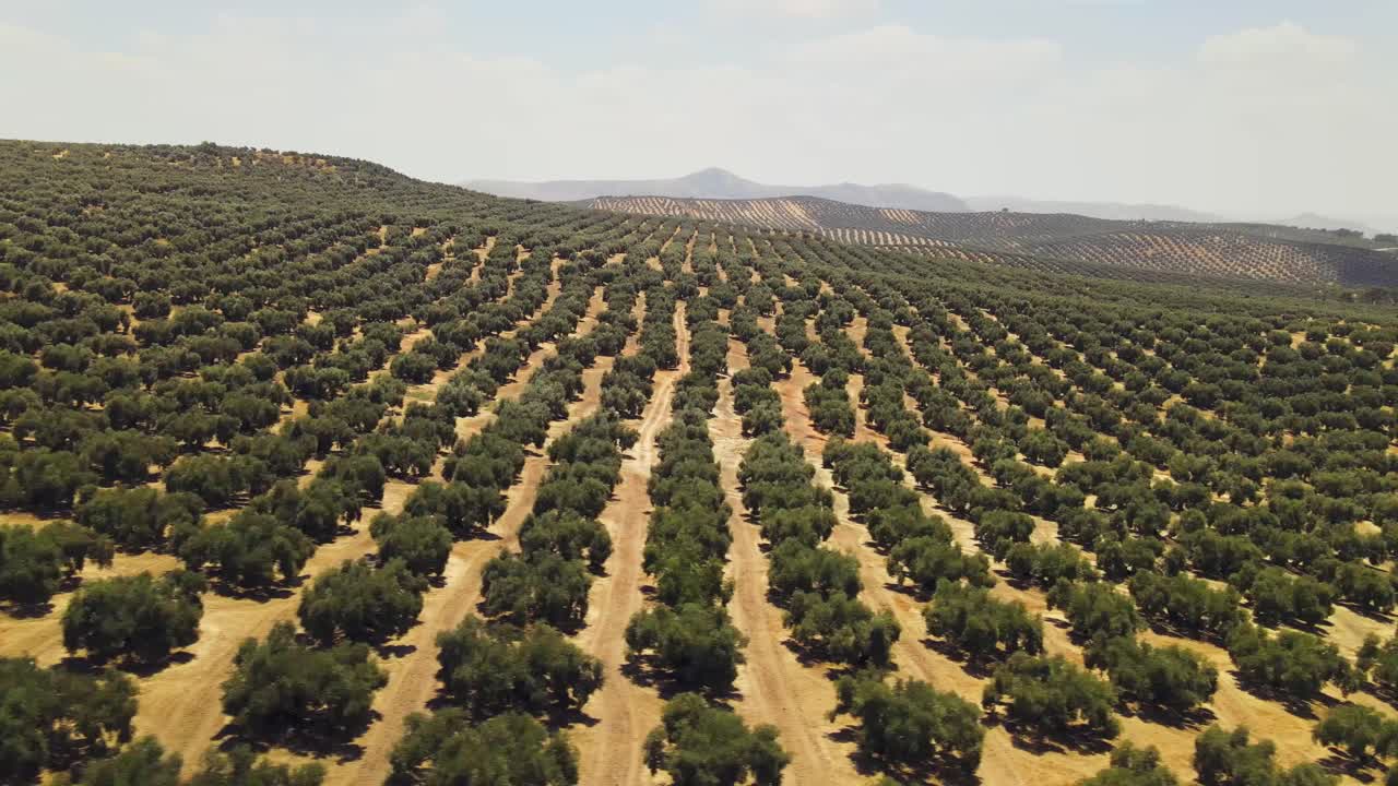 vista aérea del gran campo de olivos durante el día, camiones a la derecha