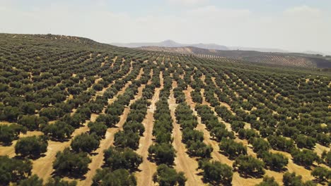 Vista-Aérea-Del-Gran-Campo-De-Olivos-Durante-El-Día,-Camiones-A-La-Derecha