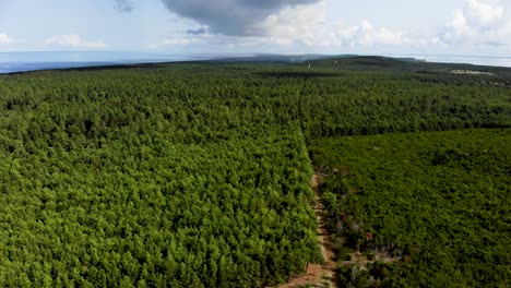 aéreo: volando lentamente sobre el bosque de pinos verdes hacia el horizonte nublado