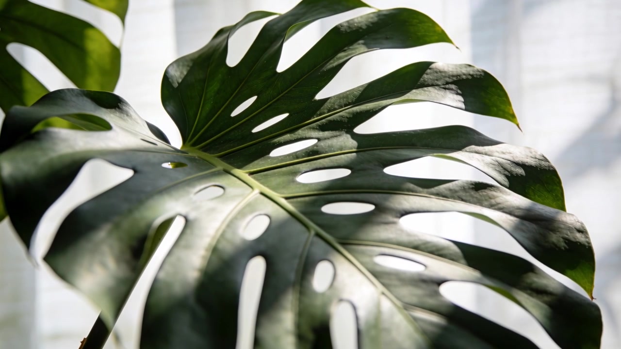 Foglia di Monstera che ondeggia, catturando la luce del sole attraverso i fori della foglia vicino a una tenda trasparente, con ombre che si spostano.