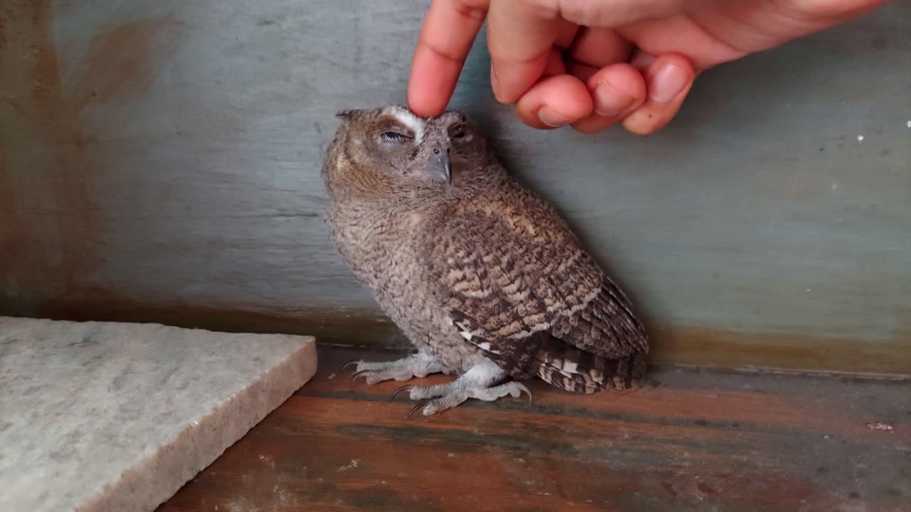 Petting a Baby Indian Eagle-Owl