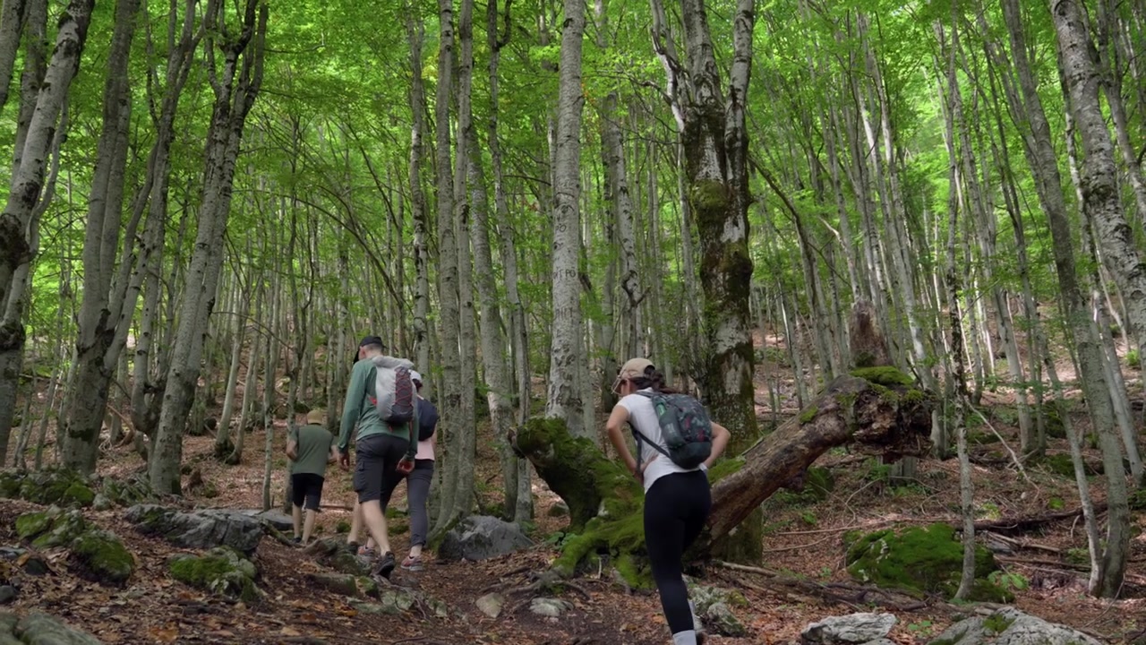 Quattro escursionisti salgono costantemente un sentiero forestale muschioso circondato da alte betulle nella lussureggiante Valle di Valbona durante il giorno