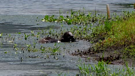 an otter eating a fish swims away