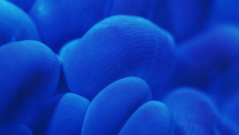 extreme macro close-up of plerogyra coral under actinic lighting, showing light blue bubble-like polyps fading into deep dark blue tones with detailed texture in reef aquarium