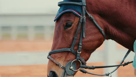 close-up view of a beautiful brown horse with a blue ear bonnet and bridle.