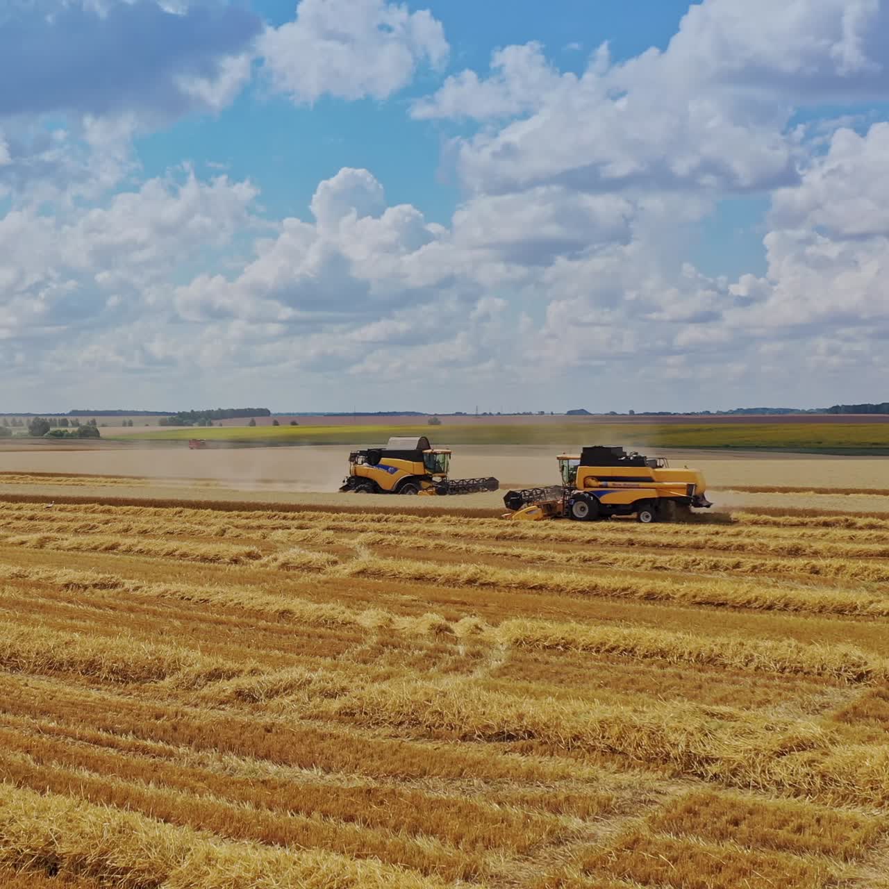 Agricultural works on yellow field under blue sky. Modern combine harvesters gathering ripe wheat in the farmland in summer. Camera moves forward.