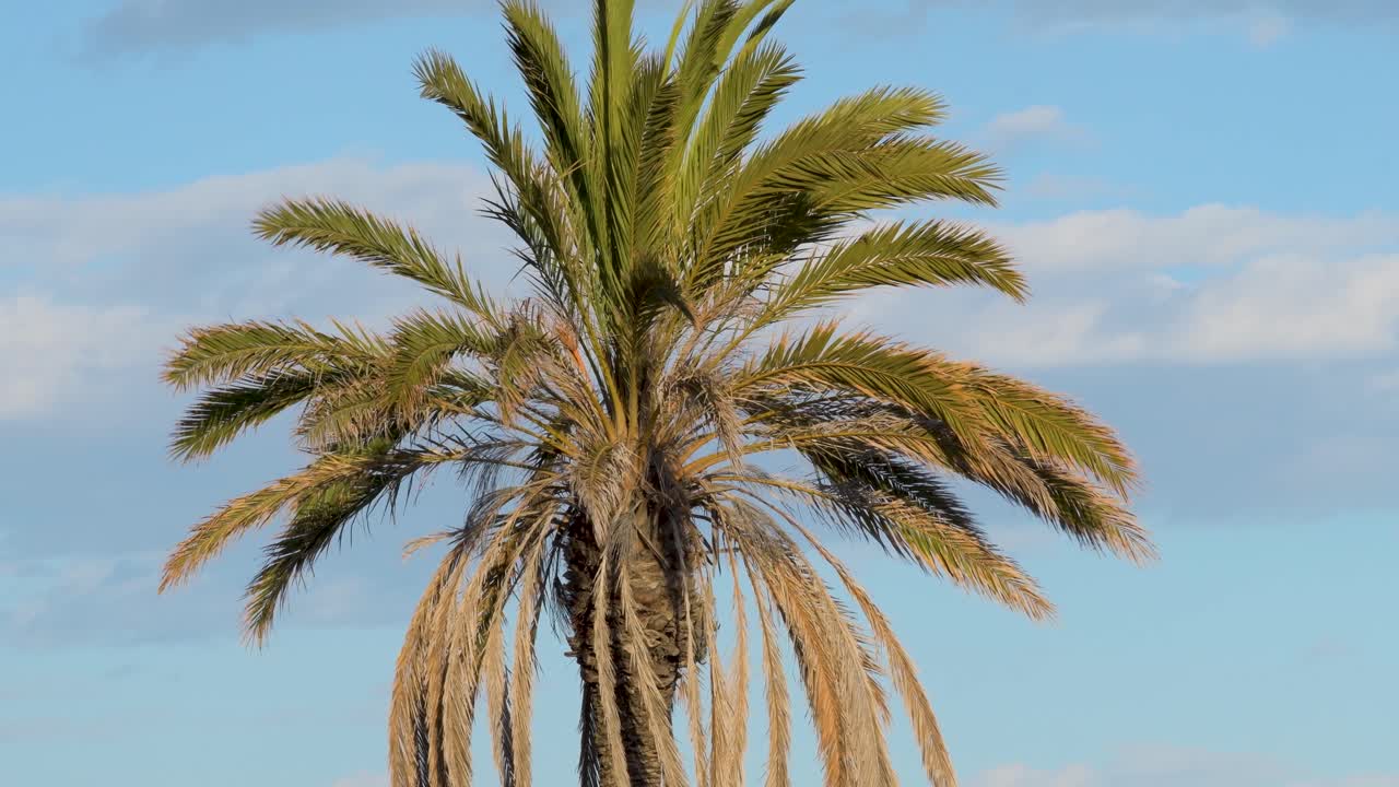 vista de la corona de la palmera moviendo sus ramas con el viento con un fondo azul