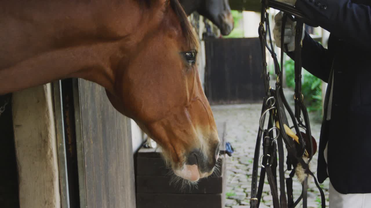 African American man putting bridle on the Dressage horse