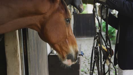 African American man putting bridle on the Dressage horse