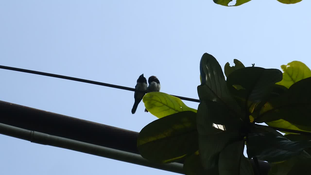 sparrow perched on power line. birds video