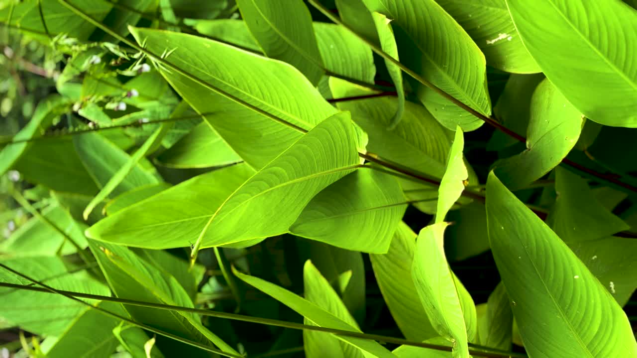 Fill the frame with beautiful water plant leaves or Bird of Paradise leaves, real-time vertical footage.