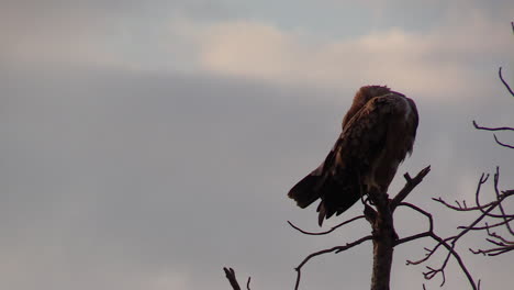 A-Tawny-Eagle-preening-while-perched-on-a-branch-against-an-evening-sky