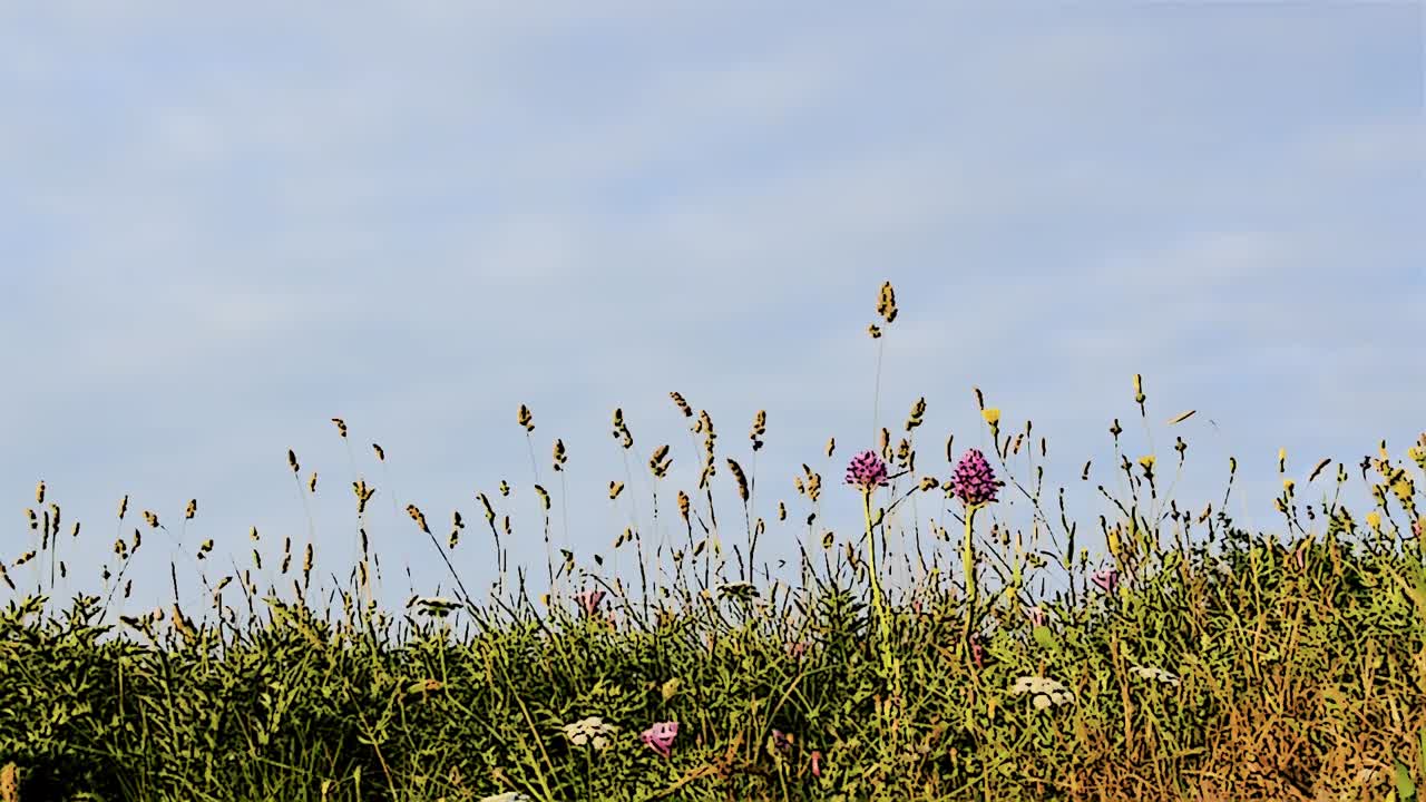 구름, 배경 봄 시간과 푸른 하늘에 대 한 아름 다운 작은 꽃