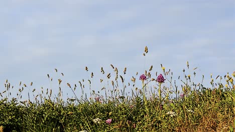 Beautiful-small-flowers-against-blue-sky-with-clouds,-background-spring-time