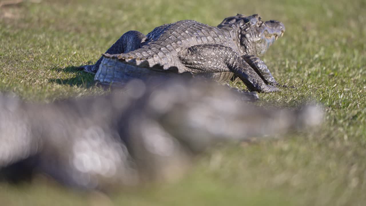 Yacare caiman lies in full sun on dry grass bank, head turned toward wetland basin, rack focus from head to tail of second crocodile basking in grass