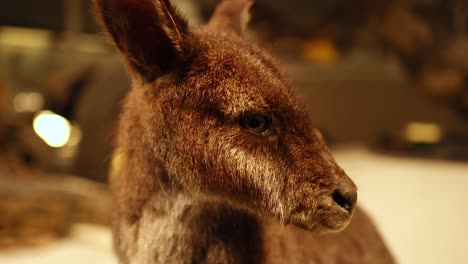 kangaroo exhibit at national museum of scotland