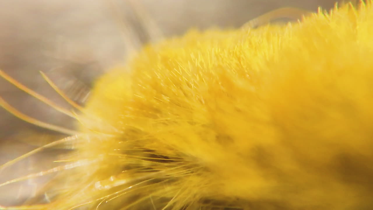 An Extreme Close up shot of a Vibrantly colored yellow caterpillar crawling its many legs across the sunny earths surface