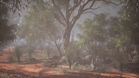 misty eucalyptus forest in australia